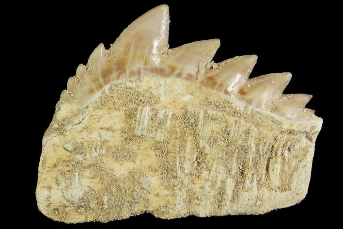 Fossil Cow Shark (Hexanchus) Tooth - Morocco #92619
